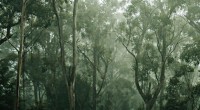 allambie heights village bushfire plan